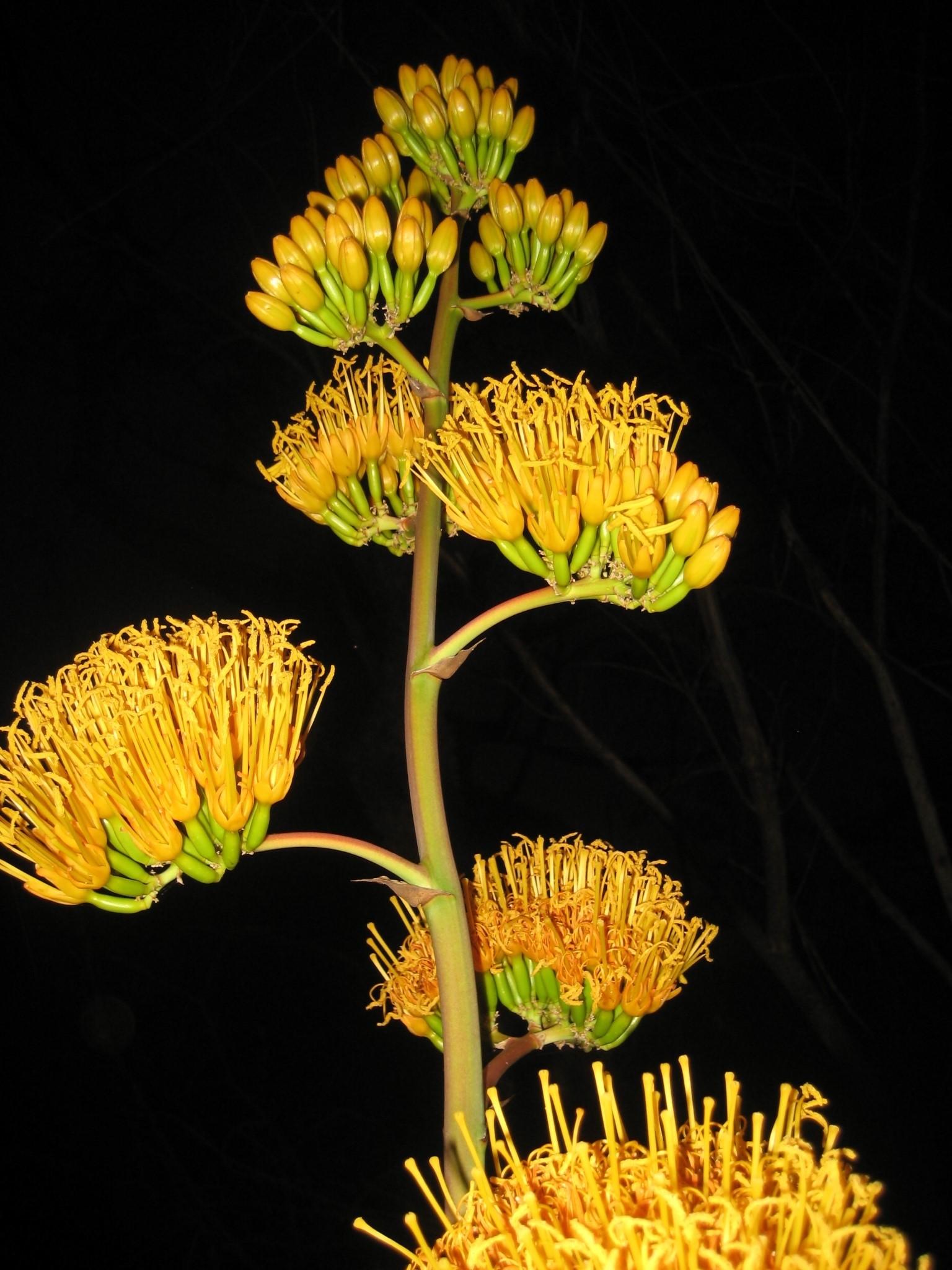 Agave abisaii