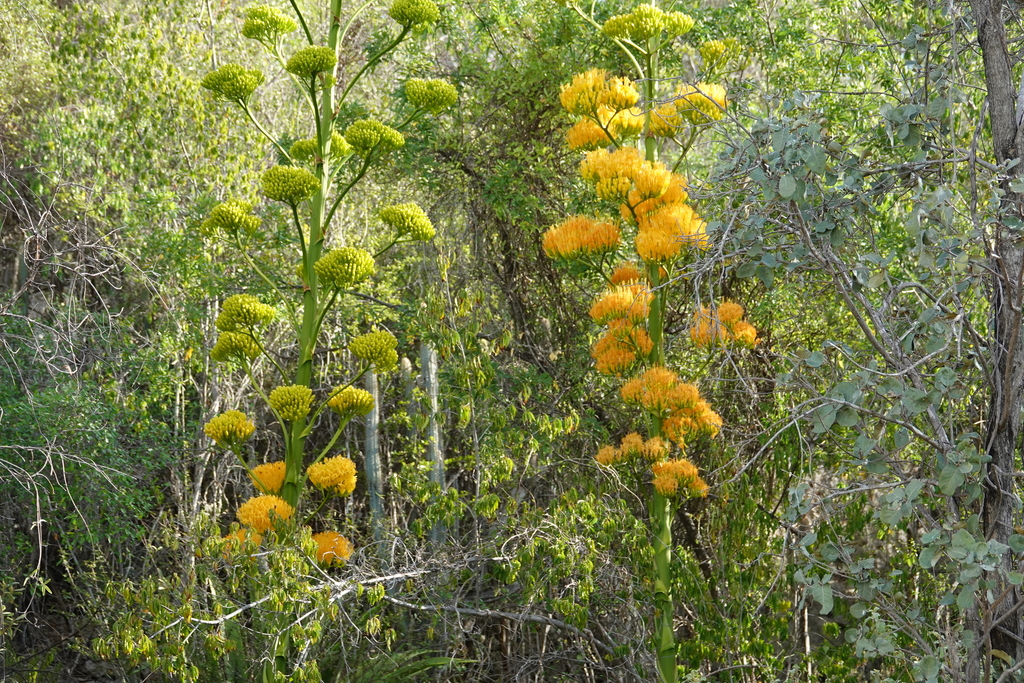 Agave acicularis