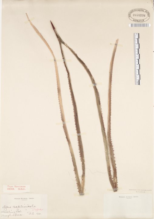 Agave acklinicola