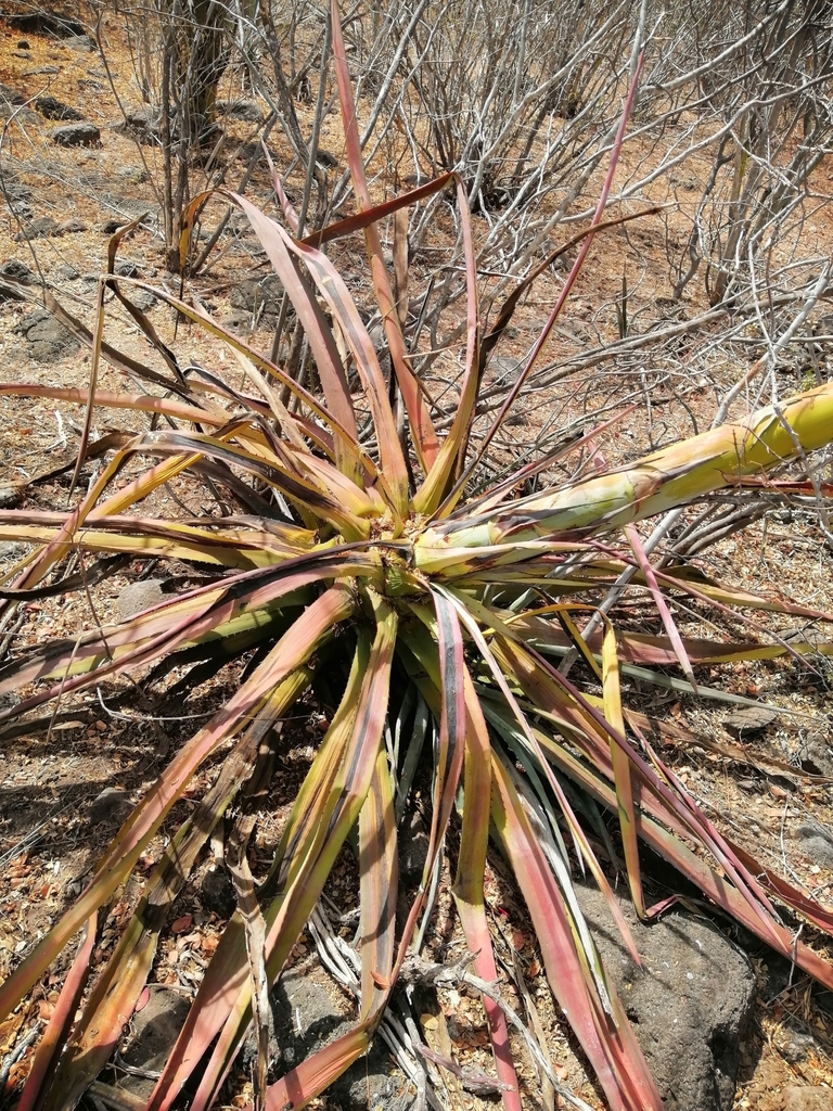 Agave aktites