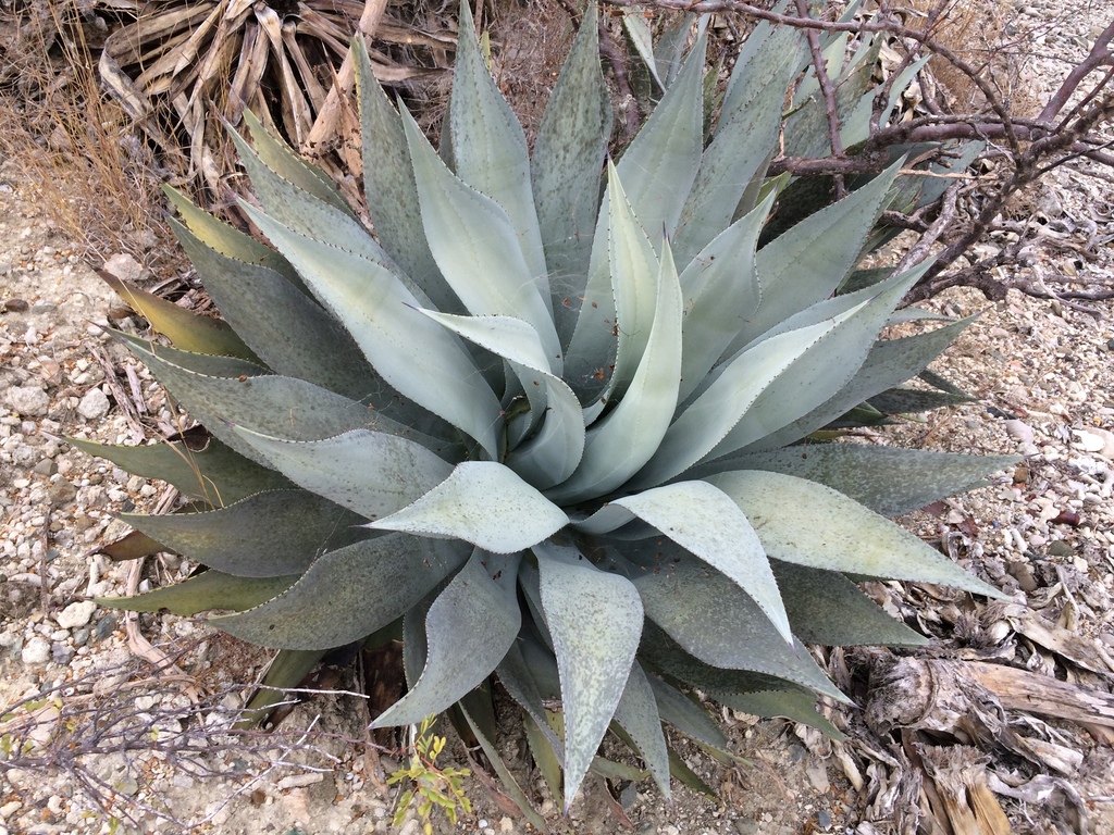 Agave albescens