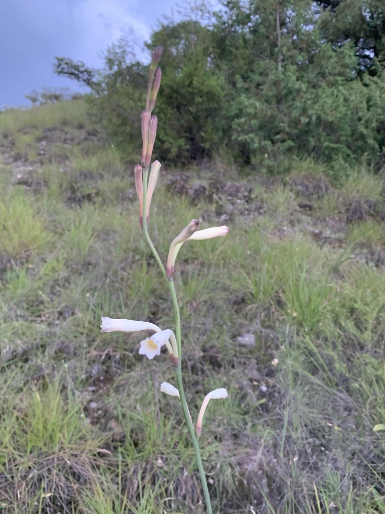Agave alboaustralis