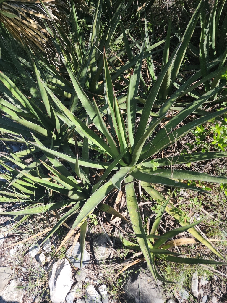 Agave albomarginata