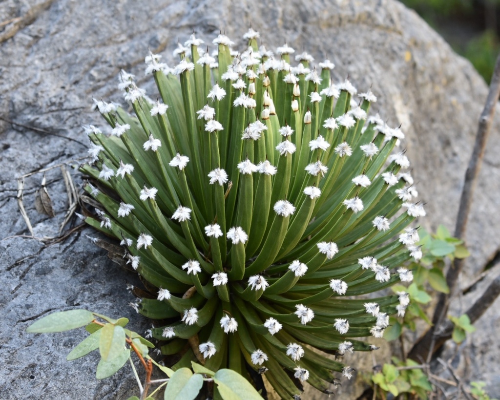 Agave albopilosa