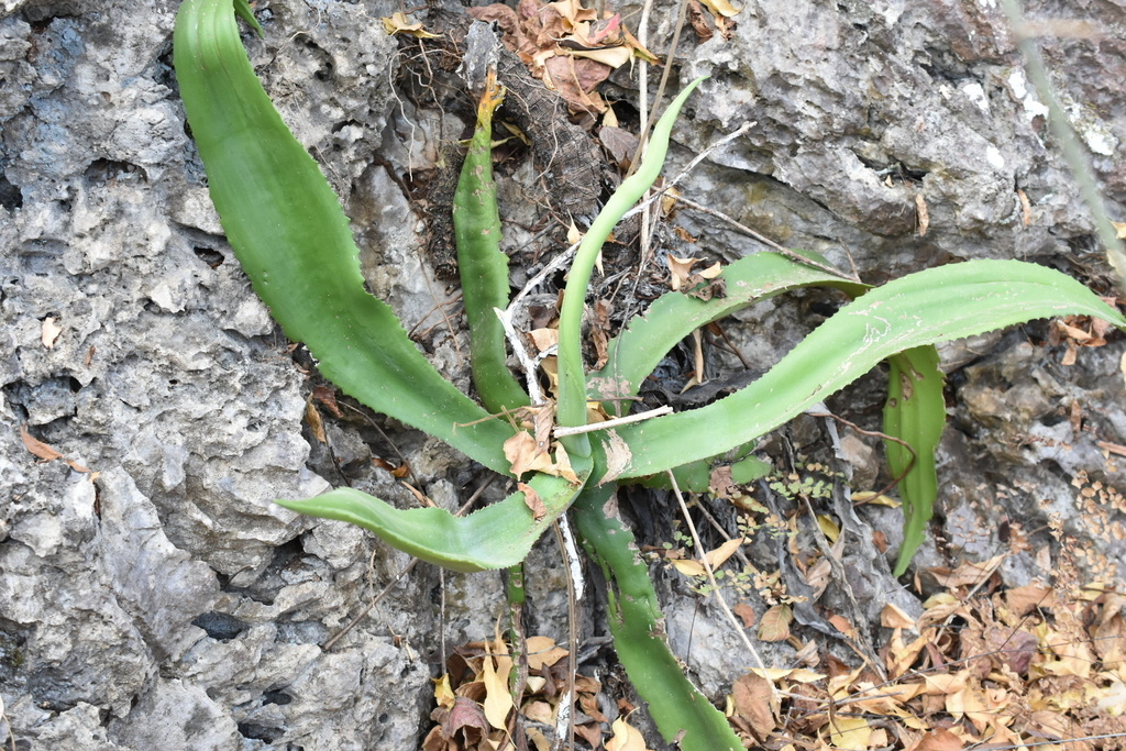 Agave andreae