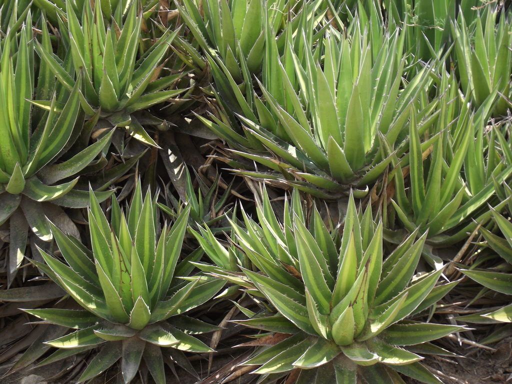 Agave angustiarum