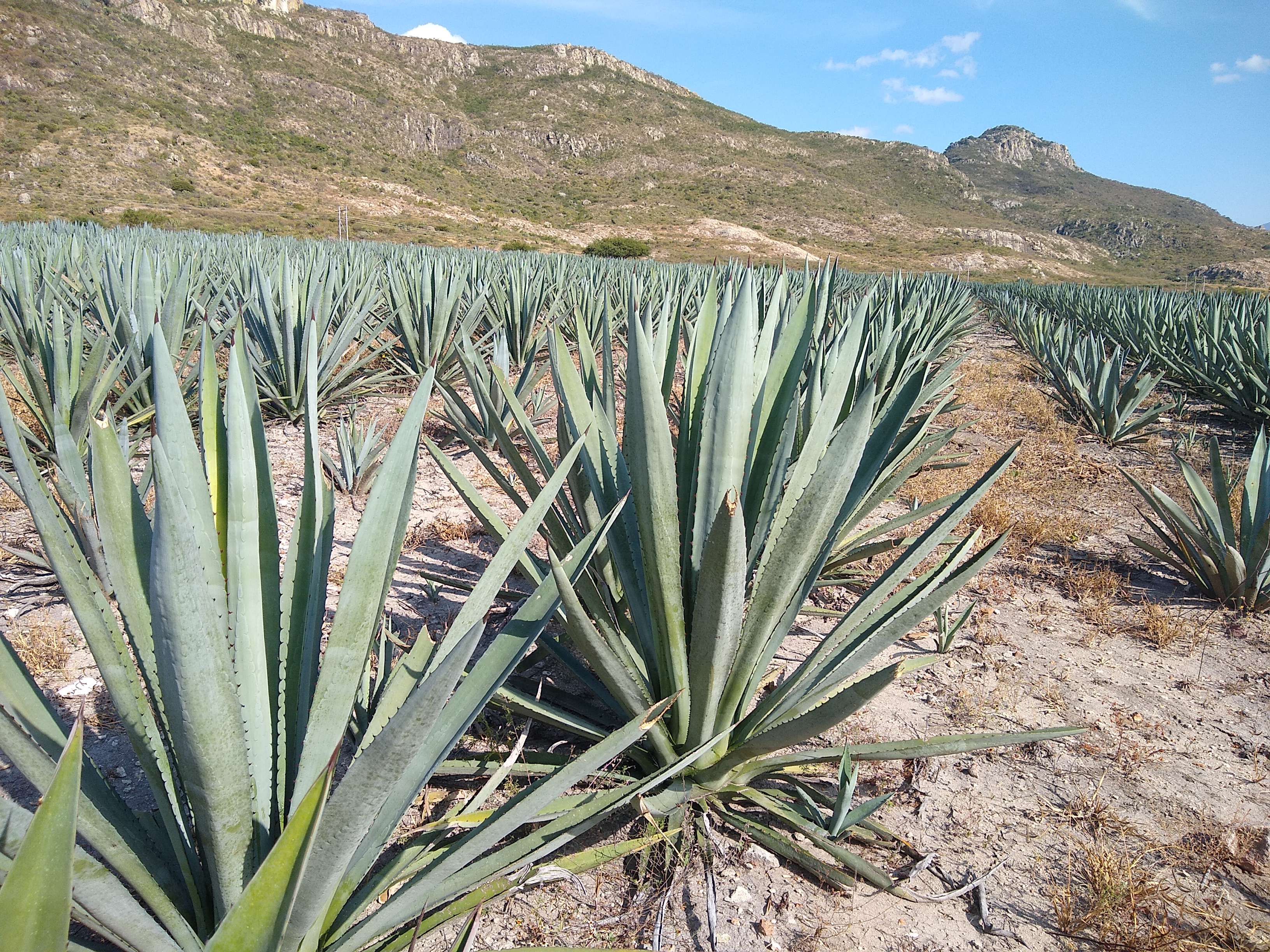 Espadín