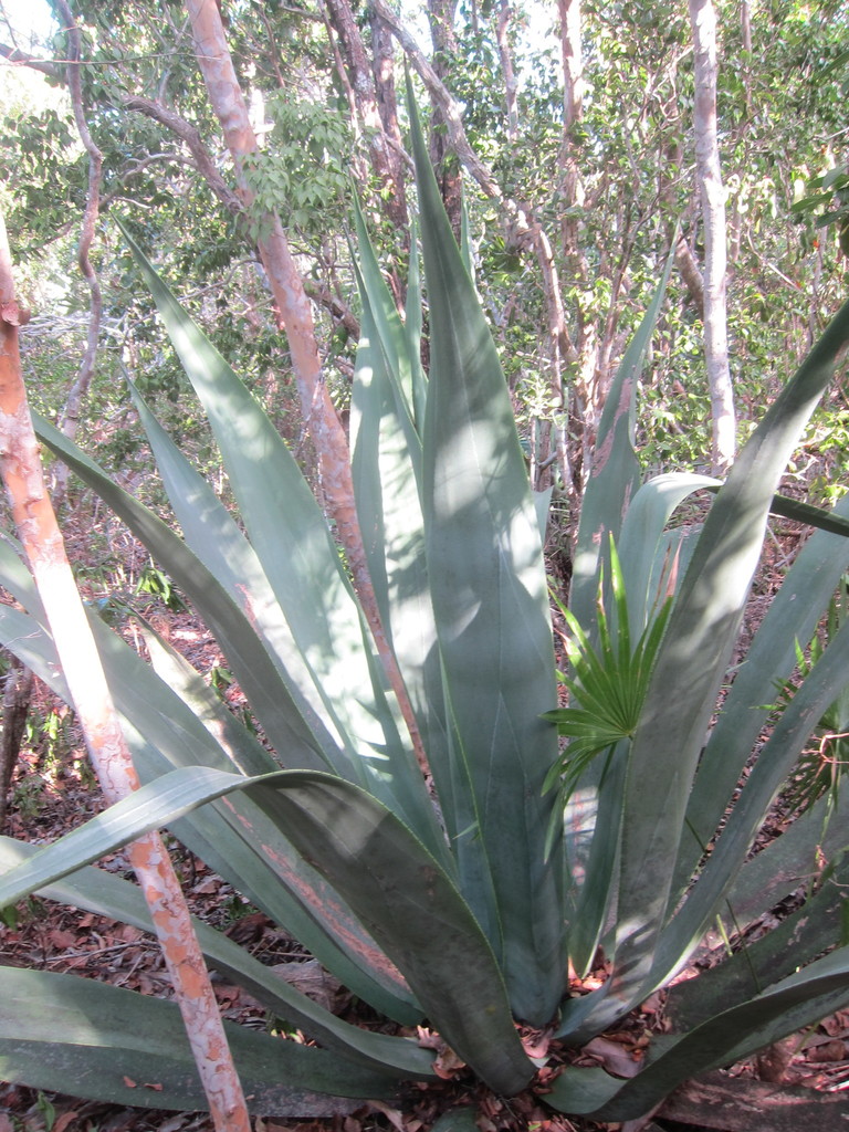 Agave anomala