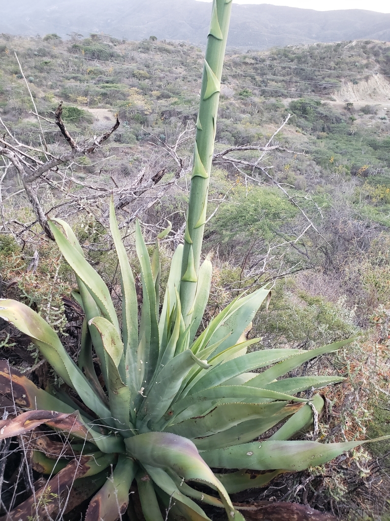 Agave antillarum
