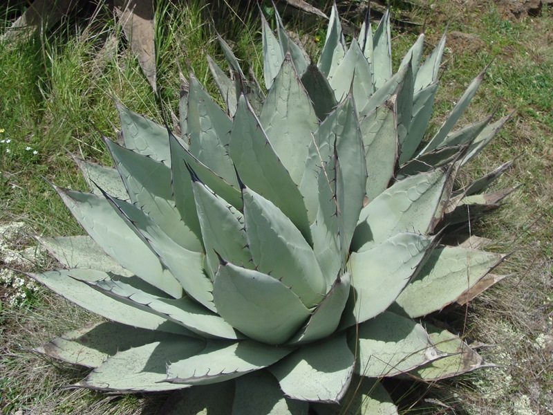 Agave applanata