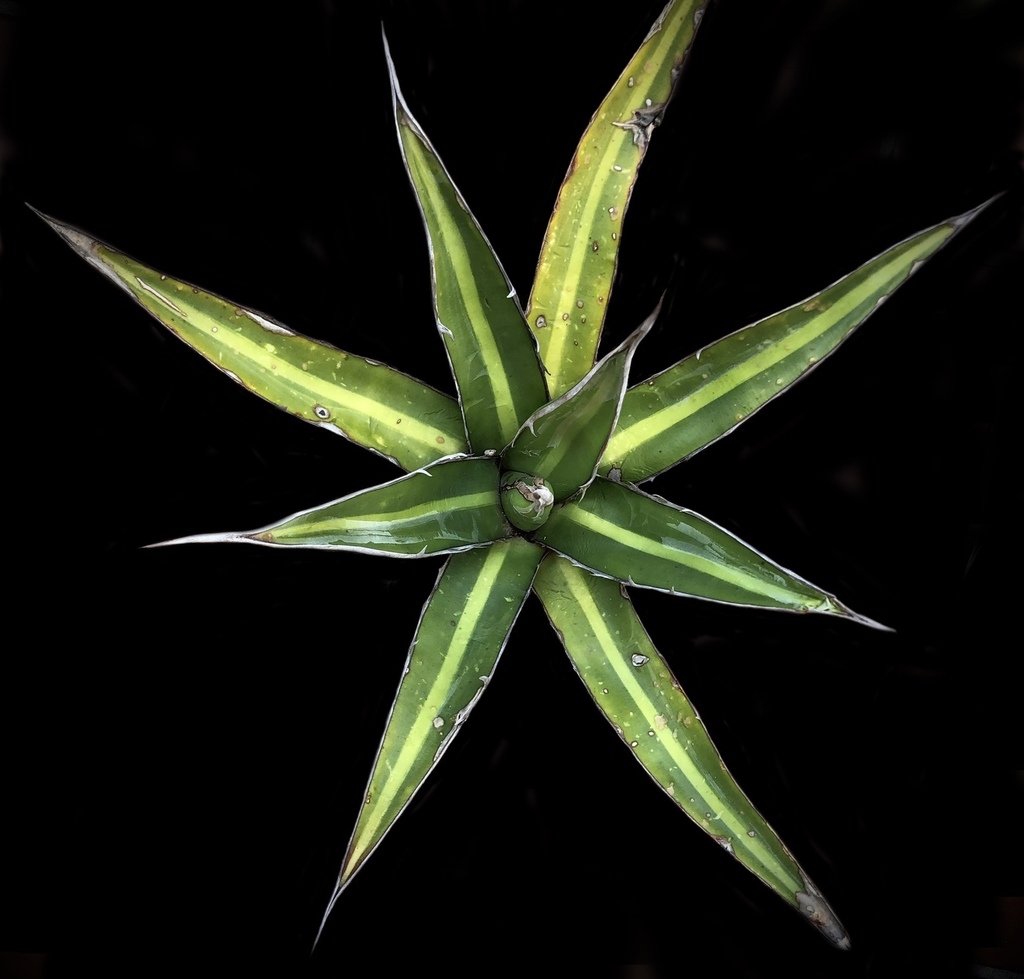 Agave arcedianoensis