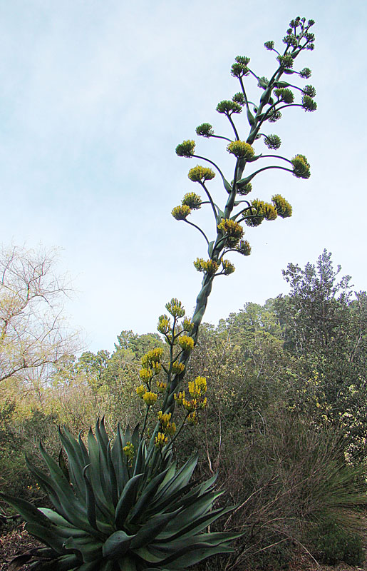 Maguey Manso