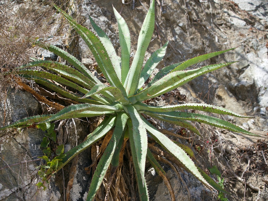 Agave aurea