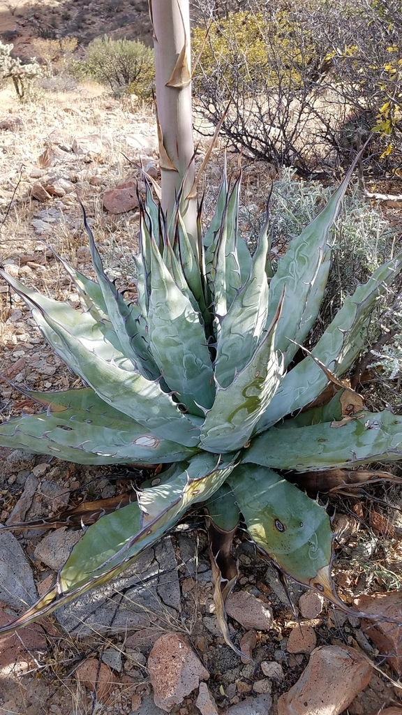 Agave azurea