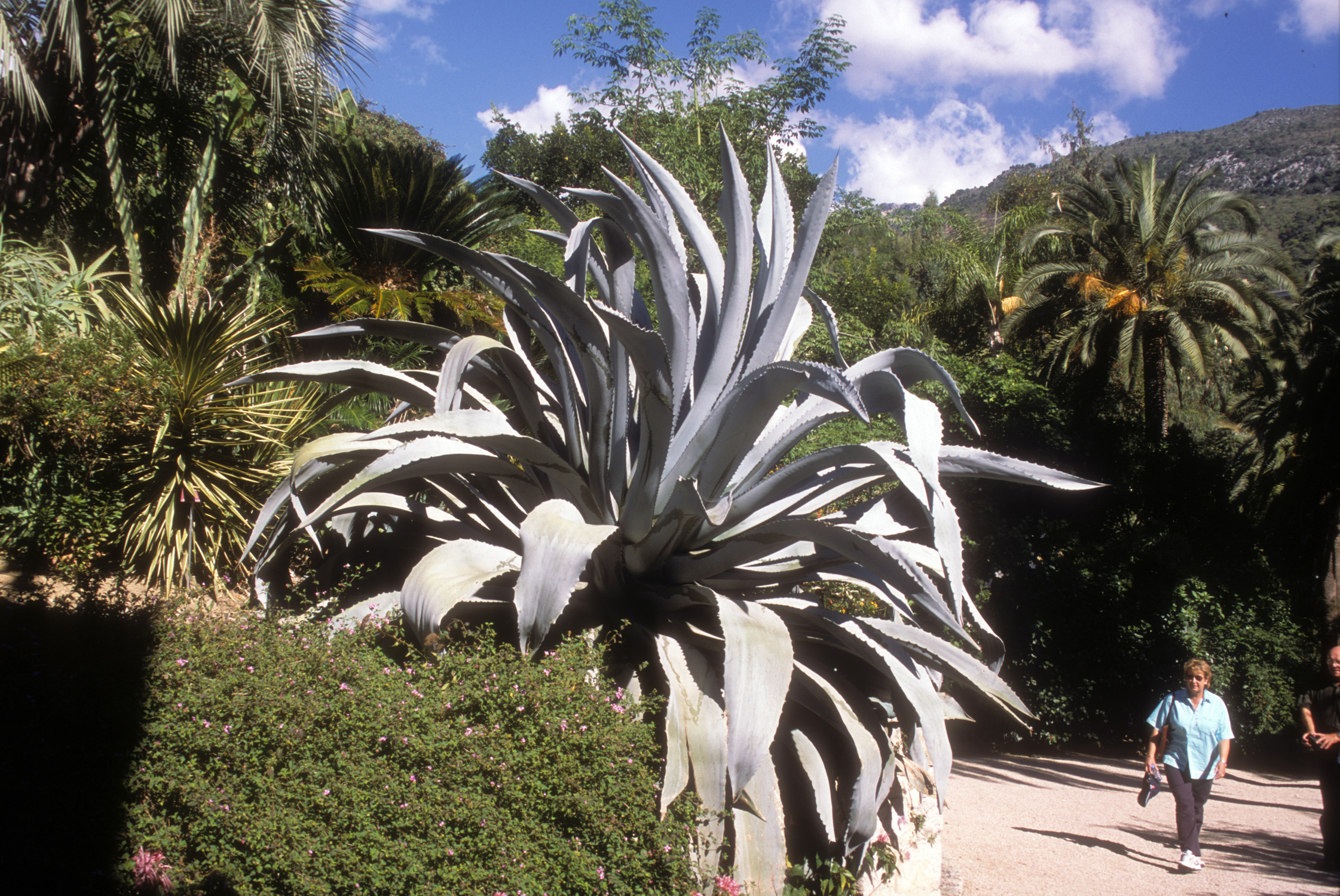 Agave beaulueriana