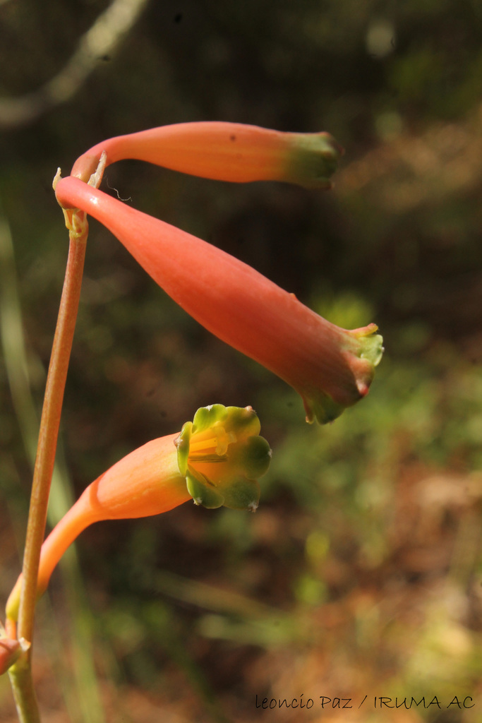 Agave bicolor