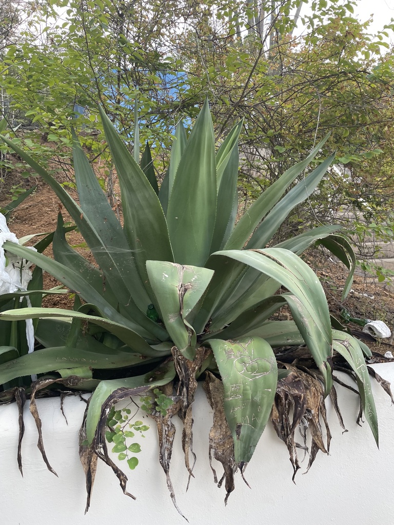 Agave boldinghiana