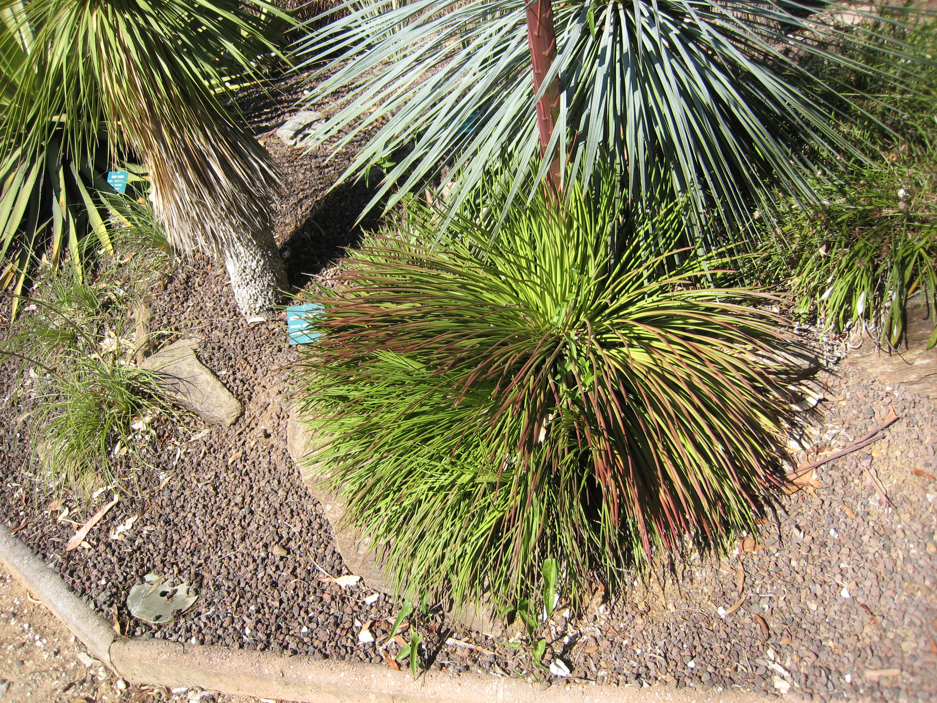 Agave boscii