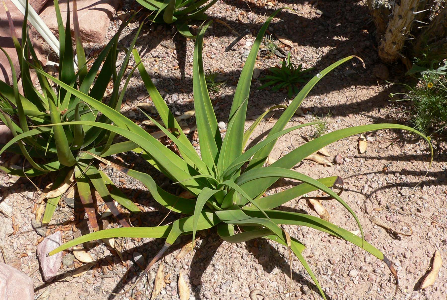 Agave bracteosa