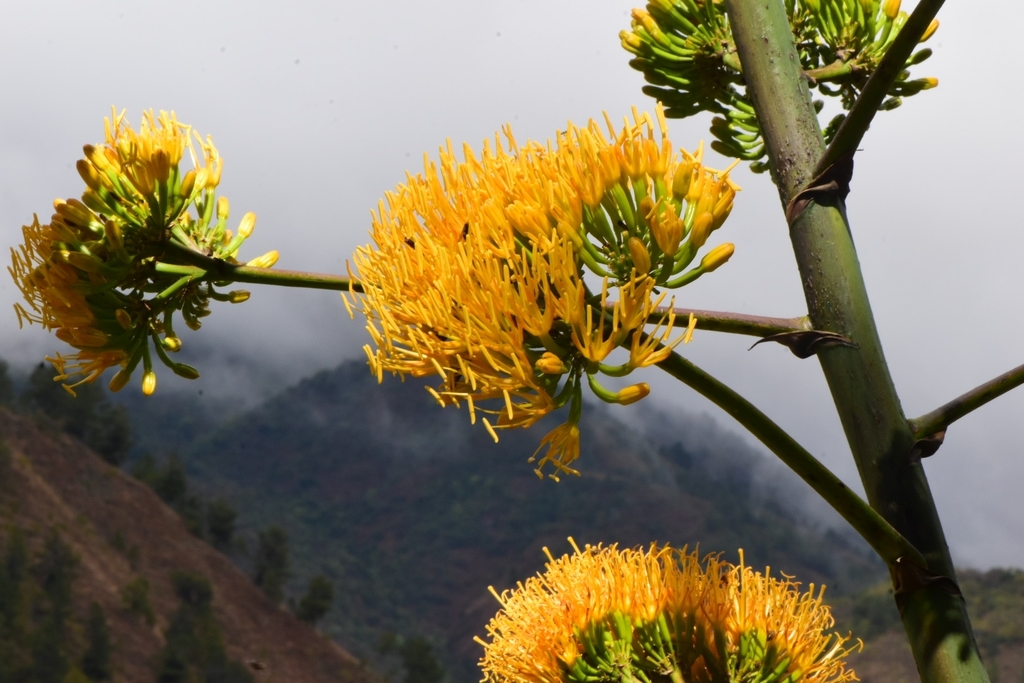 Agave brevispina