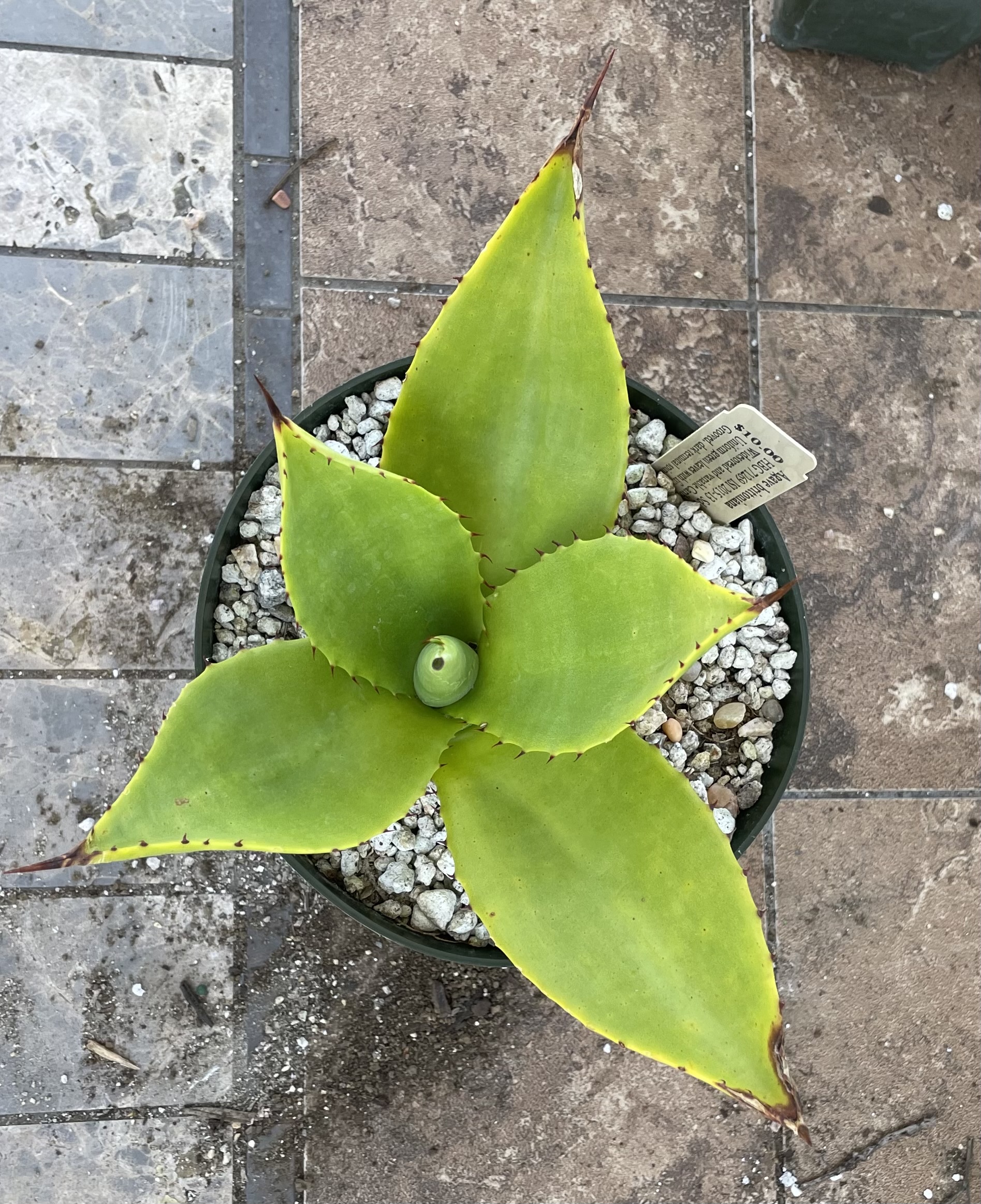 Agave brittoniana