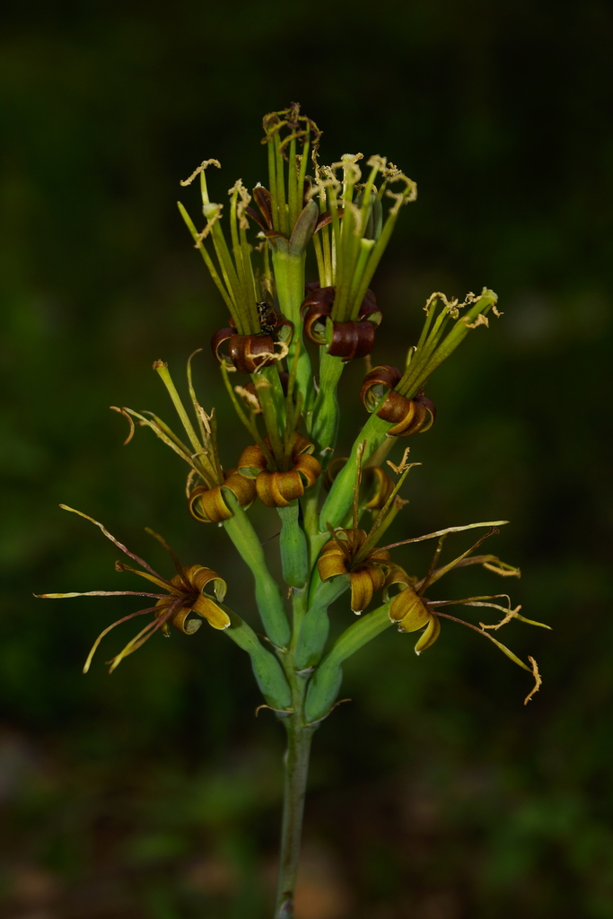 Agave brunnea
