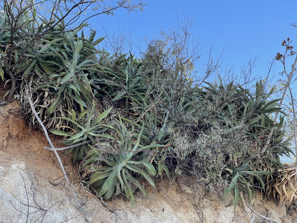 Agave capensis