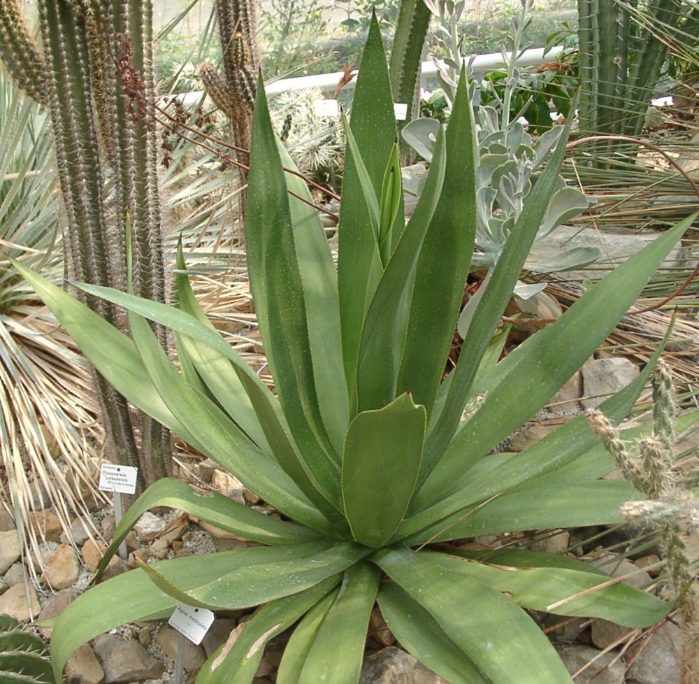 Agave caribaeicola