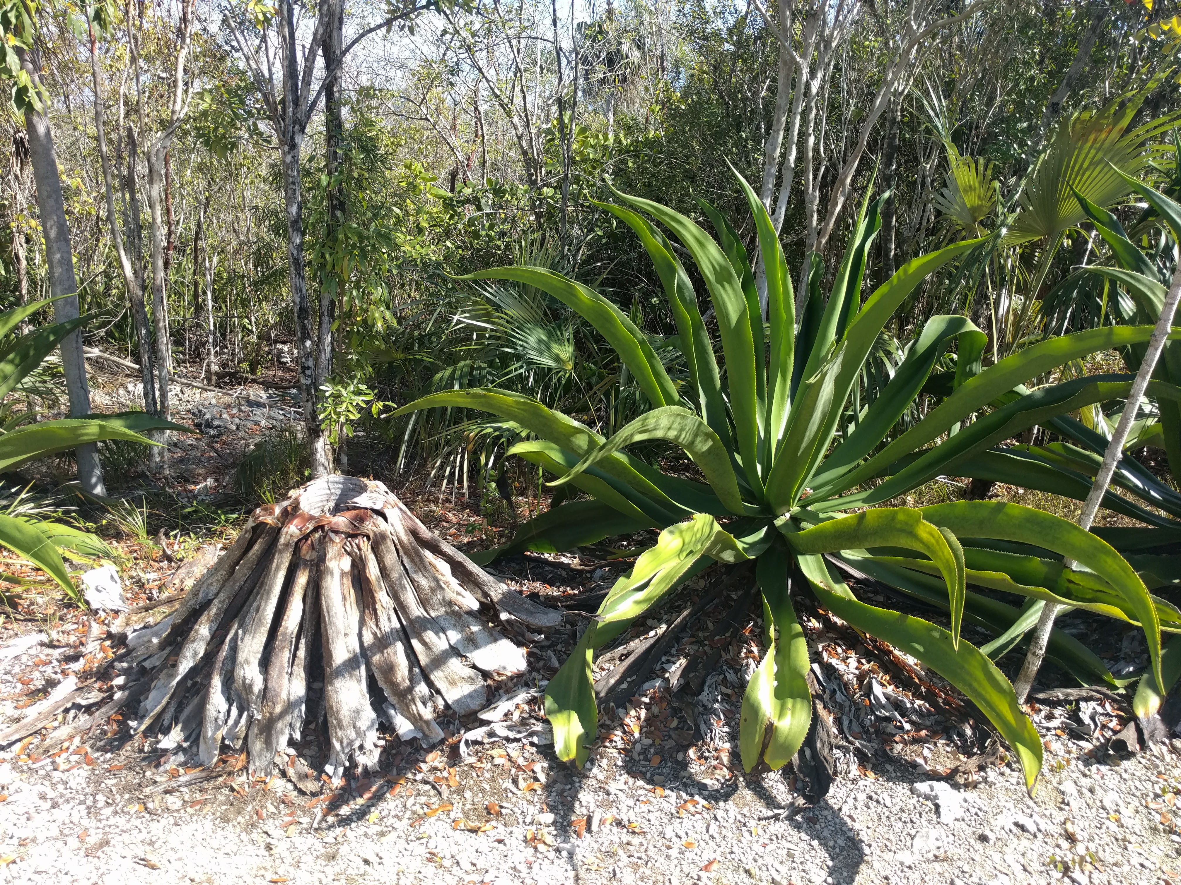 Agave caymanensis