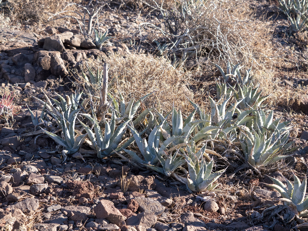 Agave cerulata
