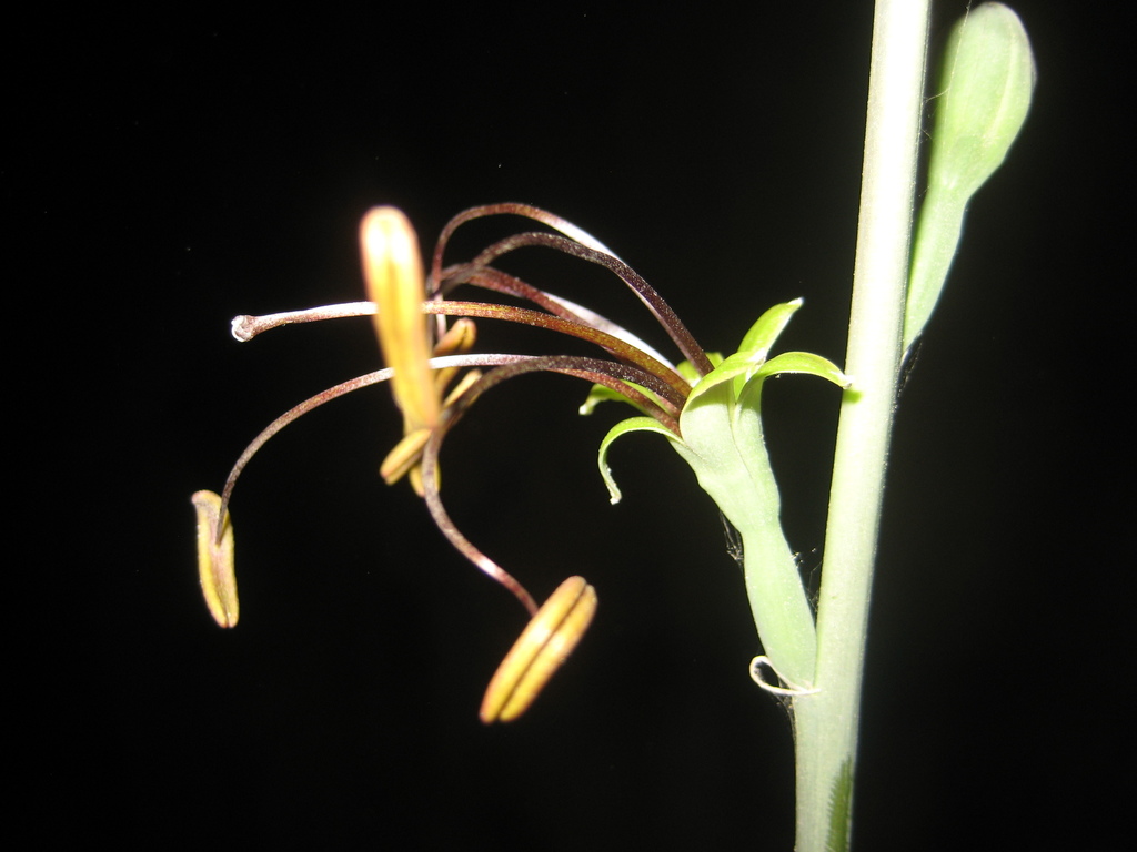 Agave chamelensis