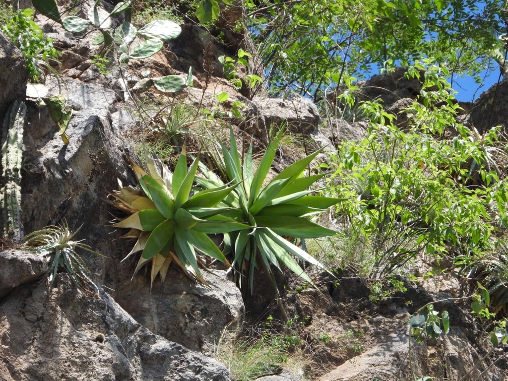 Agave chazaroi