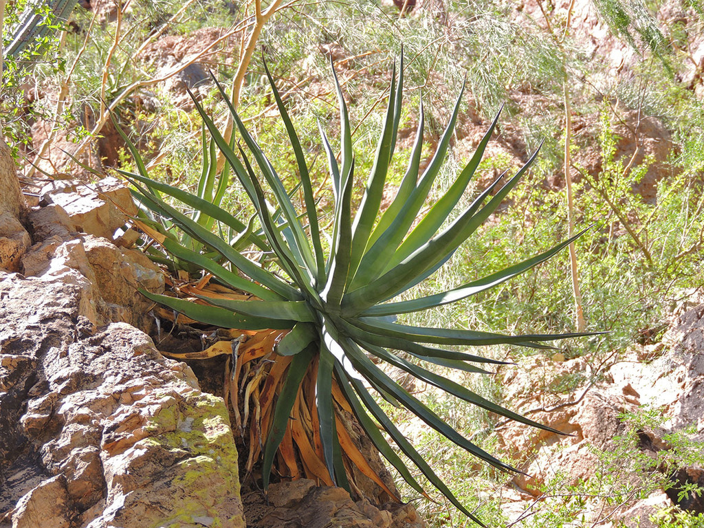Agave chrysoglossa