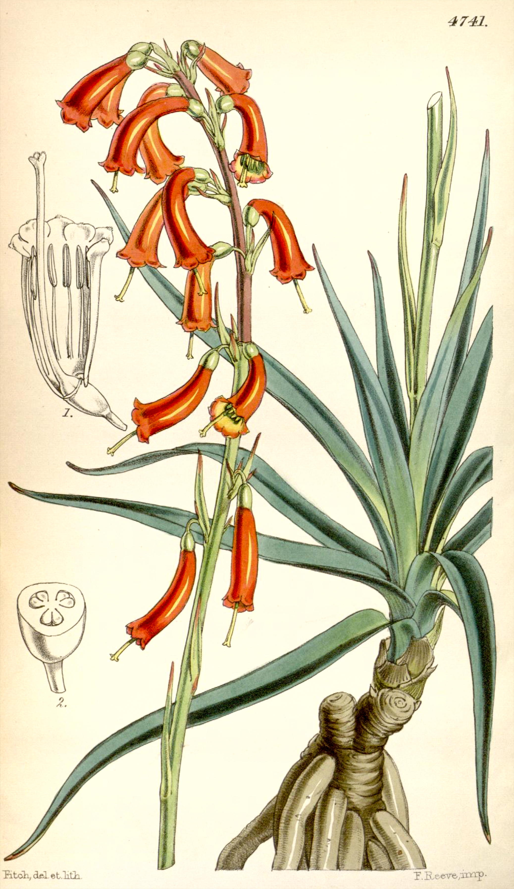 Agave coetocapnia