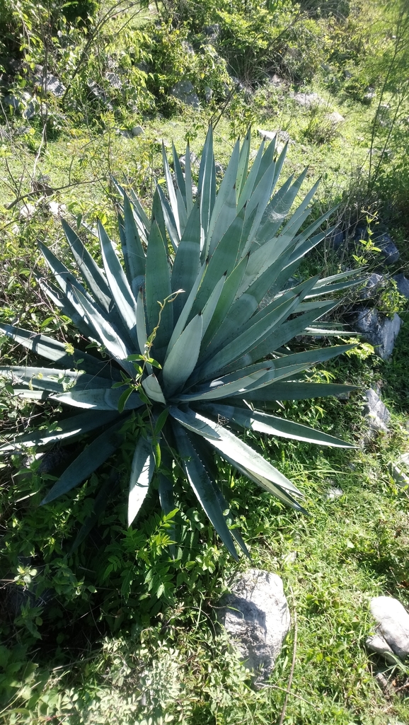 Agave collina
