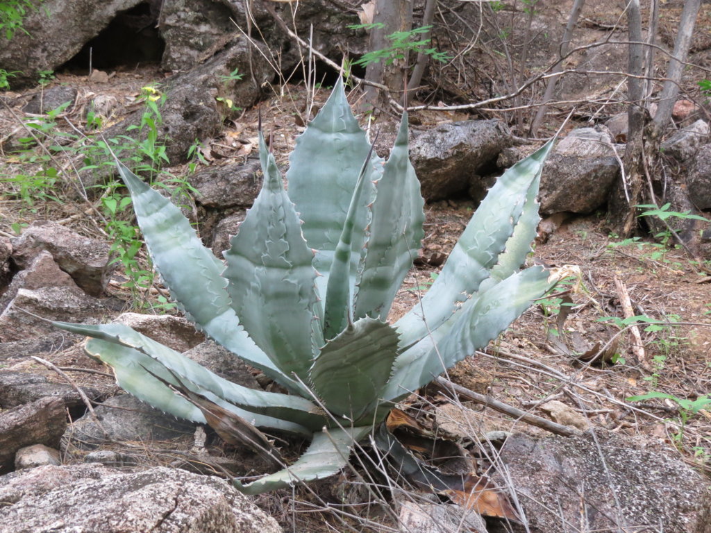 Agave colorata