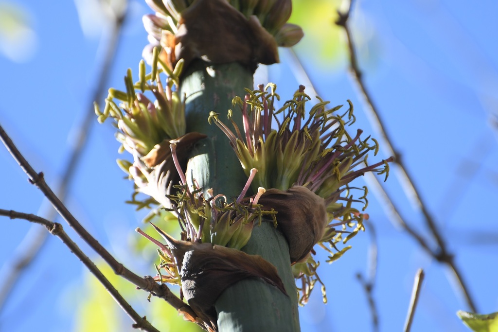 Agave congesta