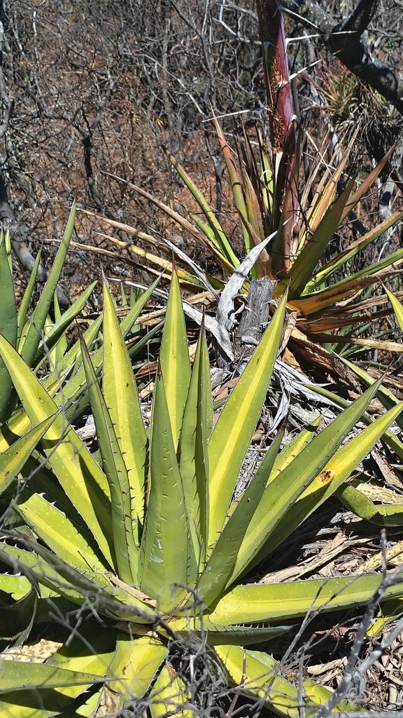 Jabalí