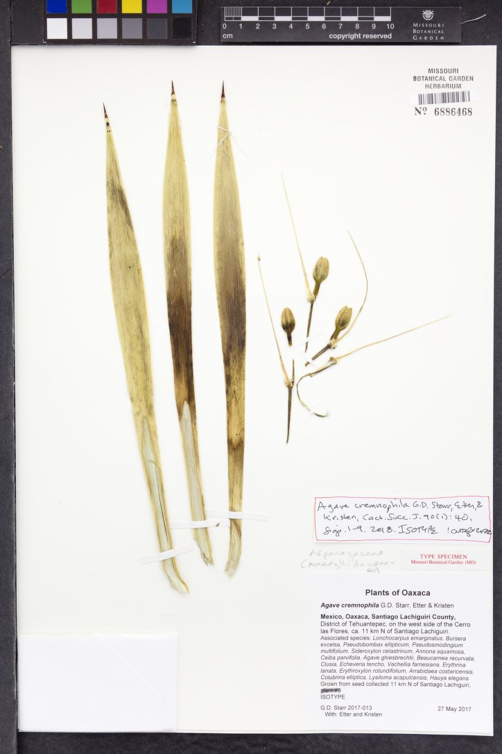 Agave cremnophila