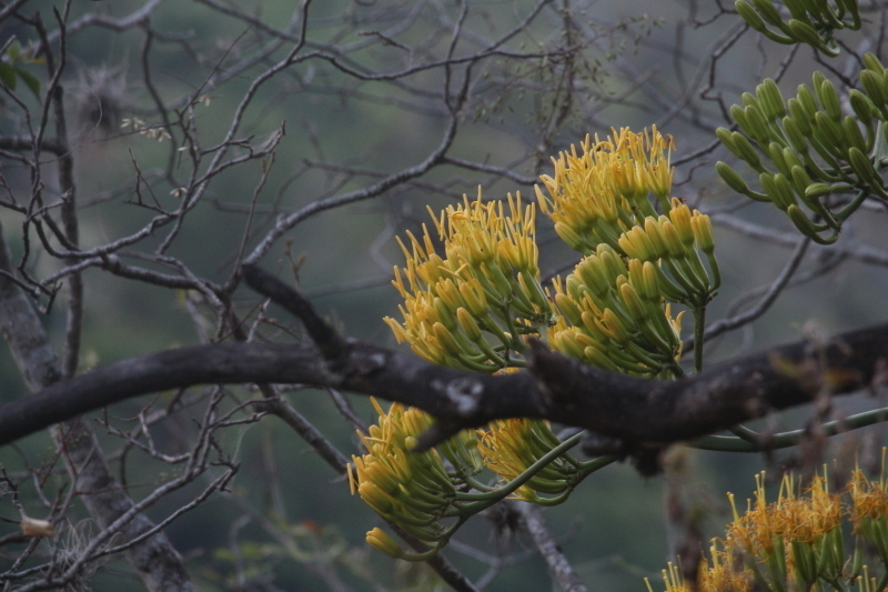 Agave cundinamarcensis