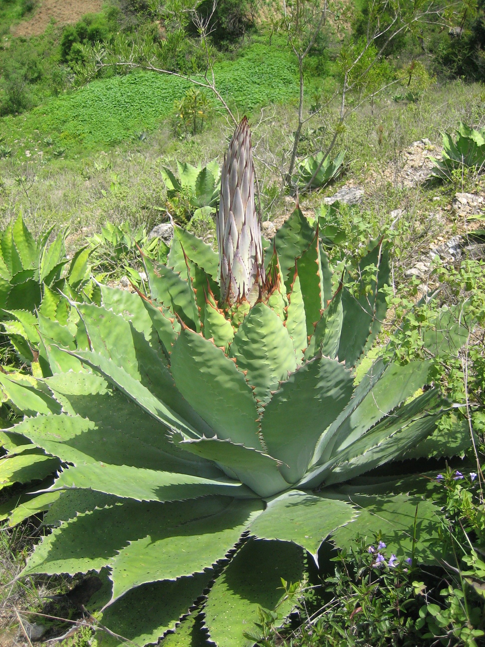 Papalote