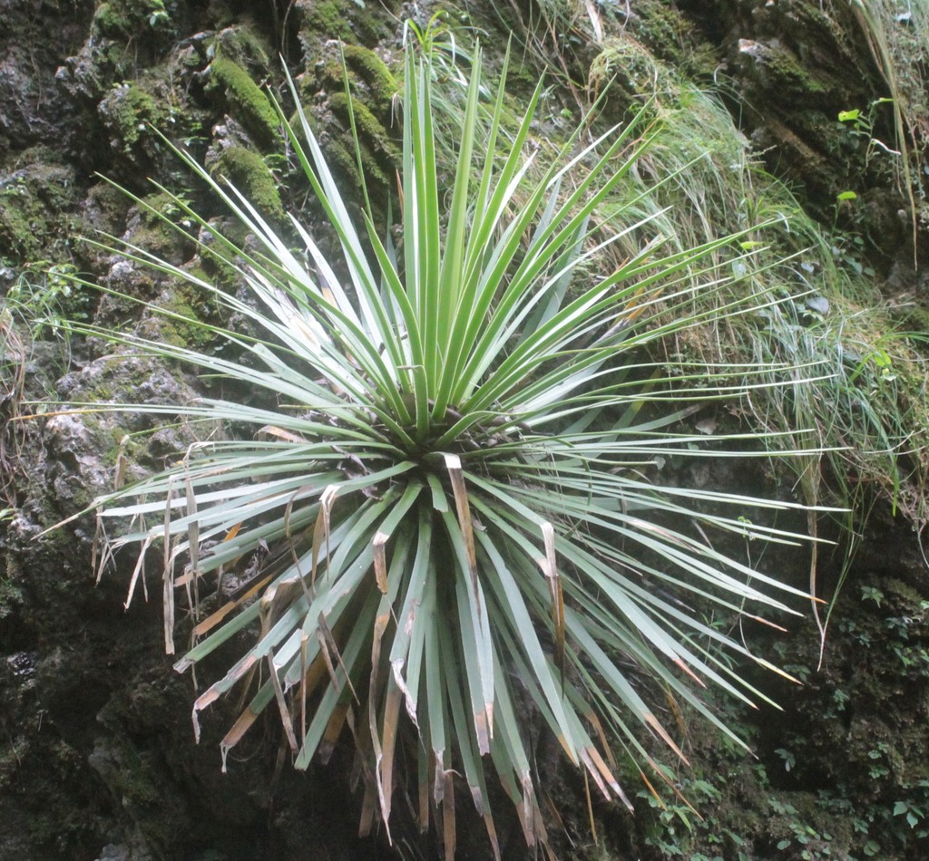 Agave dasylirioides