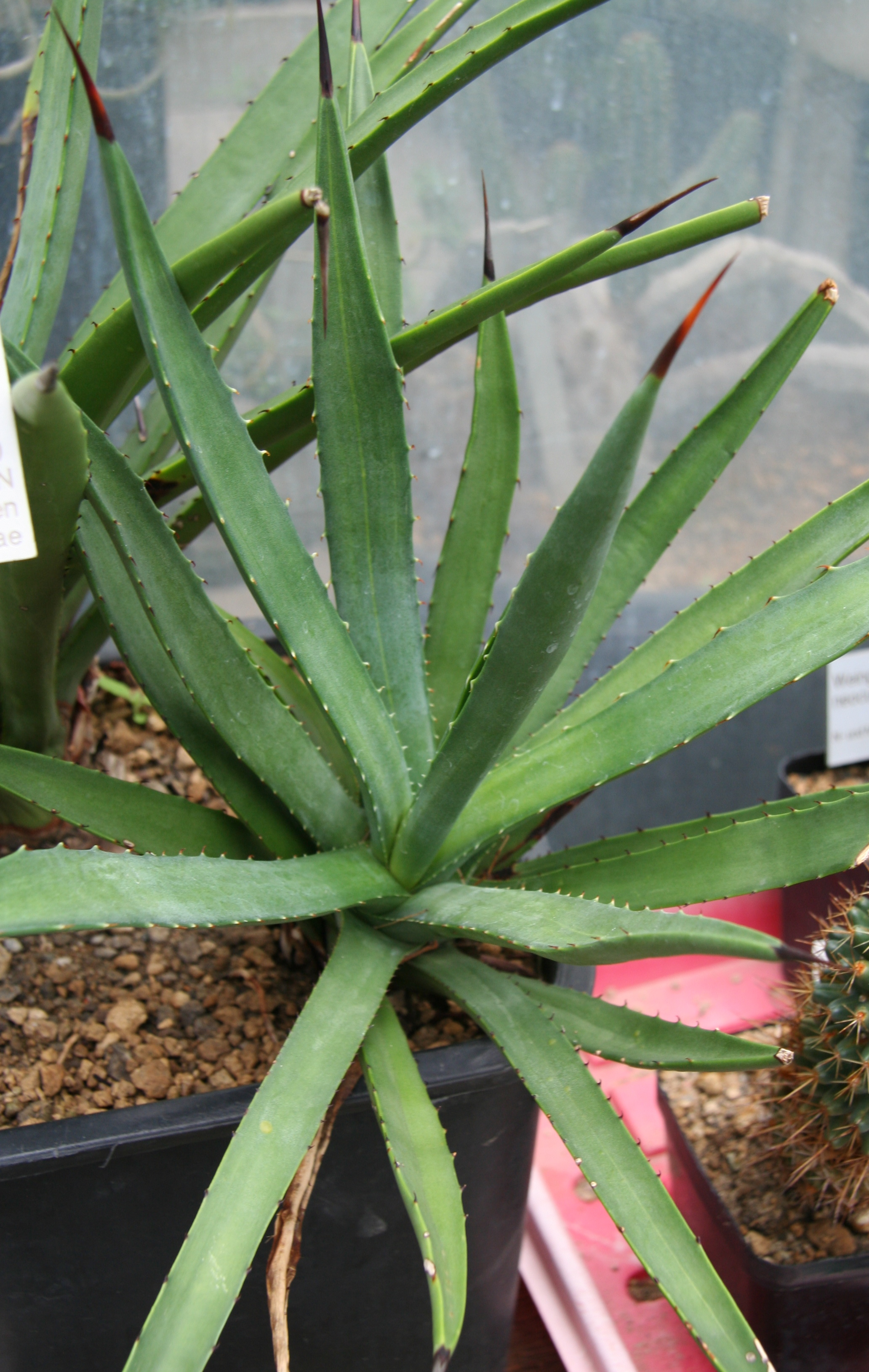 Agave datylio