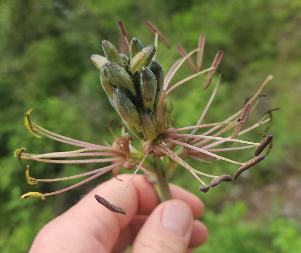 Agave debilis