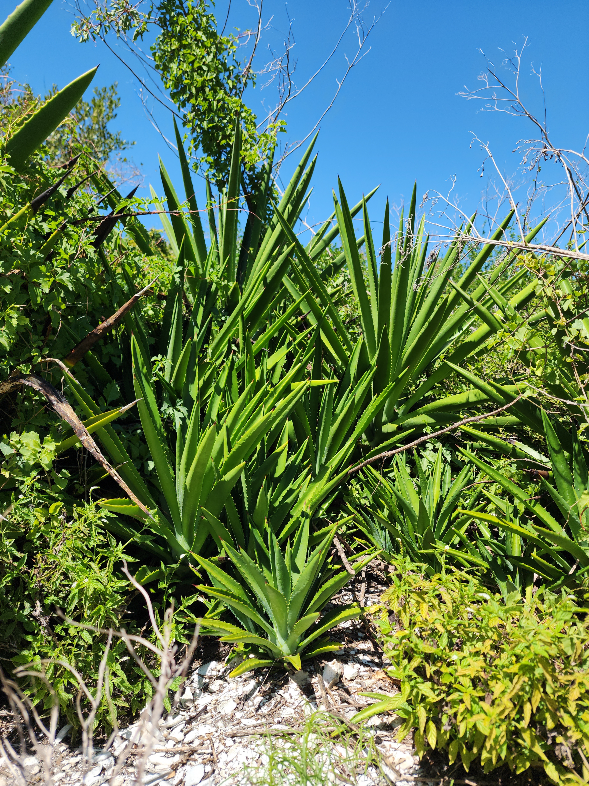 Agave decipiens