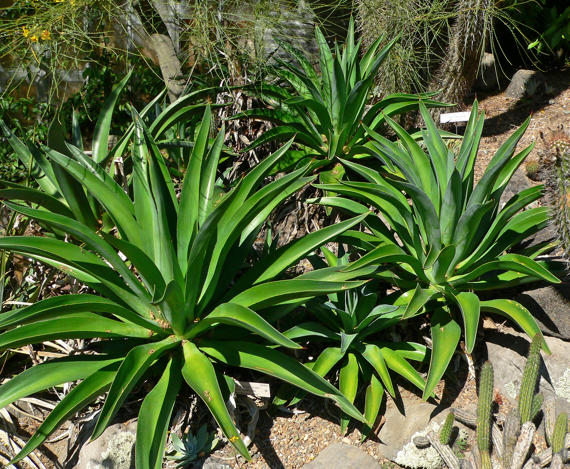 Agave demeesteriana