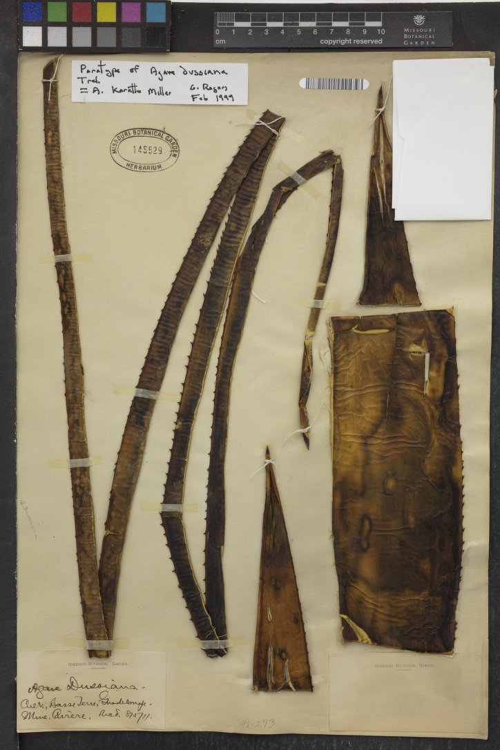 Agave dussiana