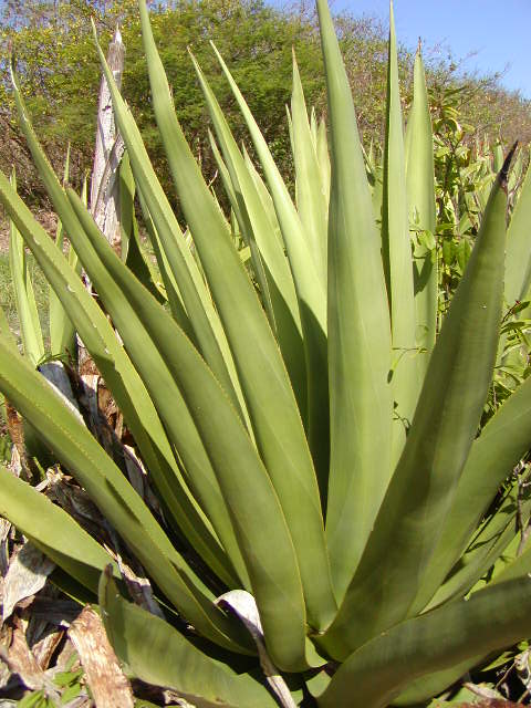 Agave eggersiana