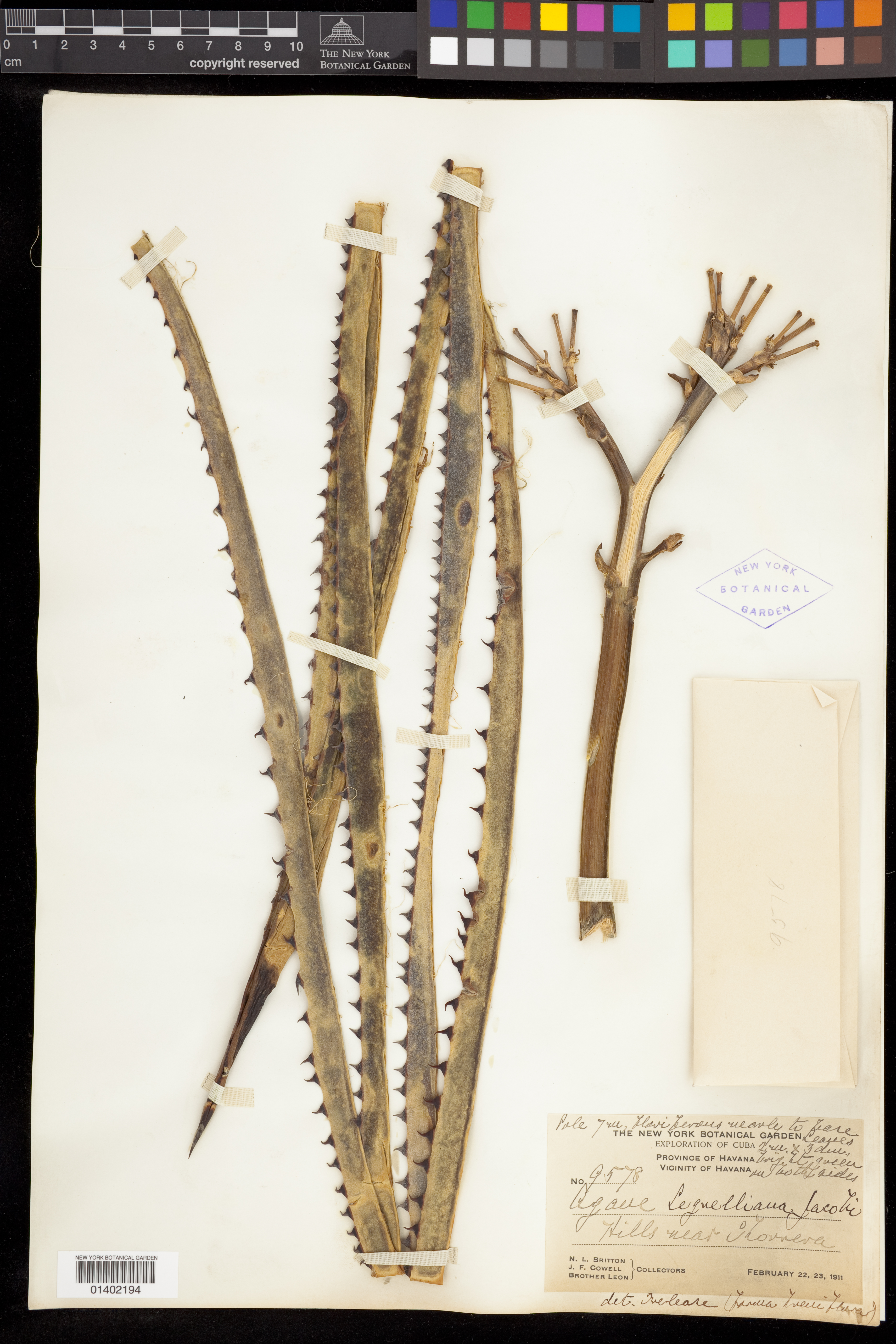 Agave ehrenbergii