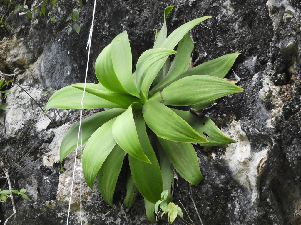Agave ellemeetiana